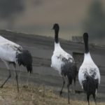 blacknecked-crane-1